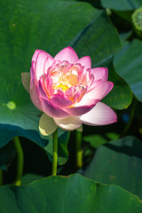 蓮の花　初夏イメージ