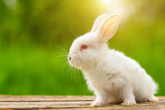 Portrait of a funny white rabbit on a green natural background