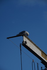 A seagull resting on a horizontal pole