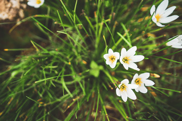 Rain lily growing at the ground.