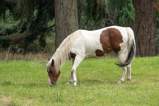 brown and white paint horse grazing in meadow