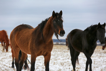Horses graze in a winter field
