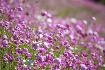 コスモス畑　秋イメージ