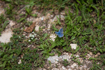 Common Blue Butterfly