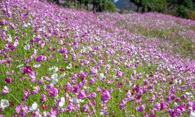 Naklejka premium コスモス畑 秋イメージ