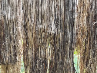 Jute background. Raw jute fiber hanging for sun drying. Jute cultivation in Assam, India. Jute is...