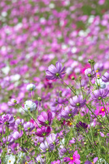 コスモス畑　秋イメージ