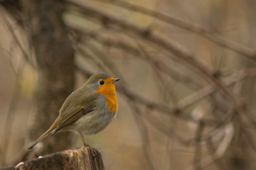 Fototapeta premium Erithacus rubecula robin bird wildlife