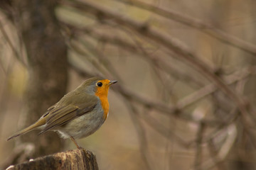 Erithacus rubecula robin bird wildlife