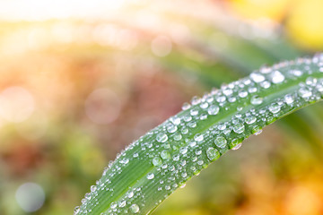 緑と水　環境とエコのイメージ