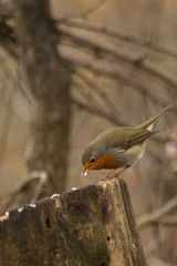 Erithacus rubecula robin bird wildlife