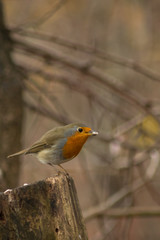 Erithacus rubecula robin bird wildlife