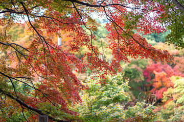 紅葉　和風な秋イメージ