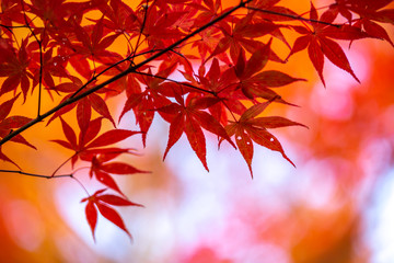 Fototapeta na wymiar 紅葉　和風な秋イメージ