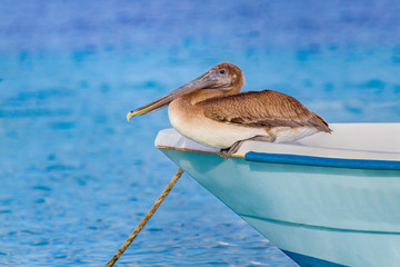 Brown pelican sits on front of boat at water