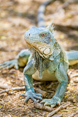 Close up green iguana front view