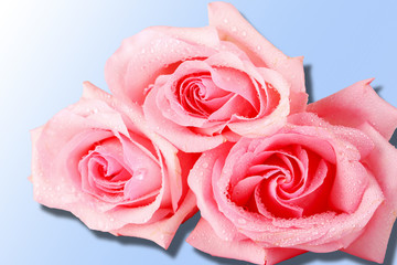 Pink roses with shadow isolated on a blue gradient background. Top view.