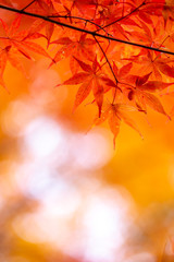 Naklejka na ściany i meble 紅葉　和風な秋イメージ