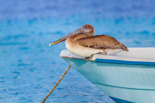 Brown pelican sits on front of boat at water