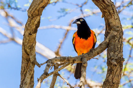 Orange-backed Troupial sitting in tree