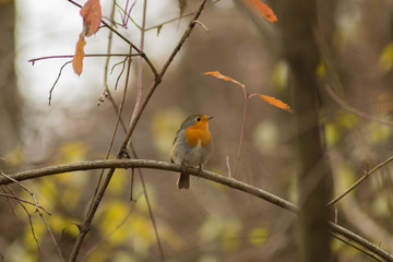 Erithacus rubecula robin bird wildlife