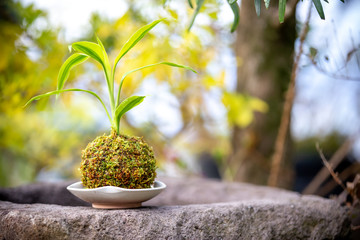 苔盆栽　和風イメージ