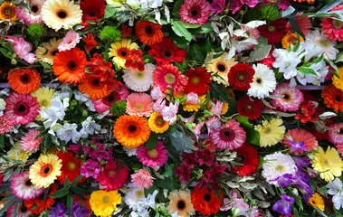 Foto op Plexiglas Verschillende kleuren gerbera bloem achtergrond muur stedelijke jungle muur © Basicmoments