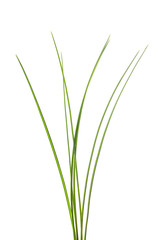 Grass tuft