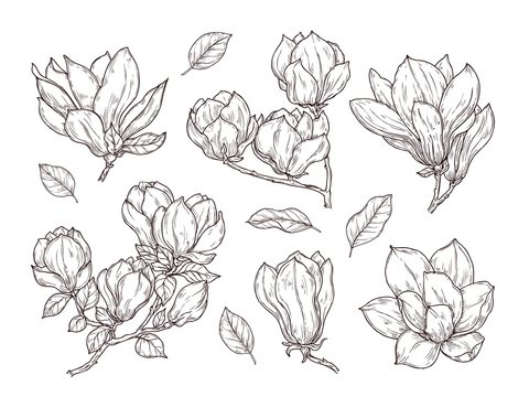 Magnolia flowers sketch. Drawing botanical spring bunch flower. Isolated blossom plant and leaves. Hand drawn vintage bouquet vector set. Illustration botanical floral, bouquet collection sketch
