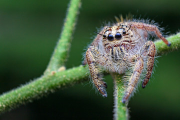 macro image of jumping spider. macro mode close up shot animal and insect.
