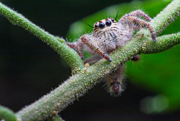 macro image of jumping spider. macro mode close up shot animal and insect.