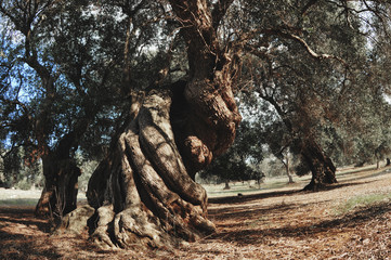 Old olive tree.