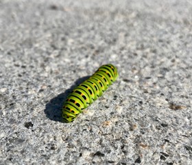 Larva de gusano de mariposa verde y negra arrastrándose sobre la carretera