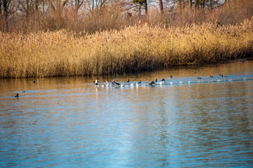 A flock of ducks takes off from a lake