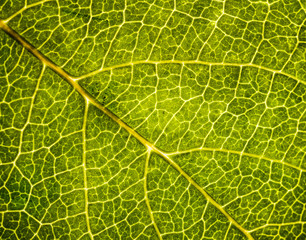 Background image of a leaf of a tree close up. A green leaf of a tree is a big magnification. Macro shooting.