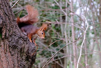 Ardilla subida a un árbol