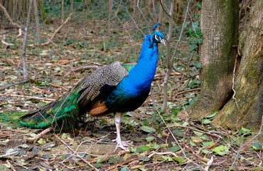 Obraz premium Pavo real azul con plumas marrones