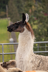 a tall alpaca towering over smaller sheep