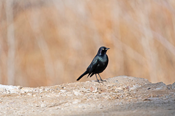 Brewer black bird - Beatty -Neveda- USA