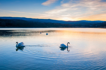white swans at sunrise under colorful sky