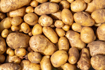 Freshly harvested potatoes seen from above lit by the sun - Solanum tuberosum.