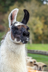 Obraz premium An alpaca looking alert in a group of sheep