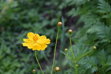 Cosmos flowers in the afternoon of the day.