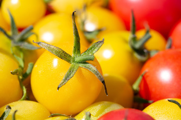 Yellow and red colored Cherry Tomatoes - Solanum lycopersicum.