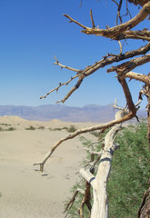 Szenerie mit totem Baum in der Wüste