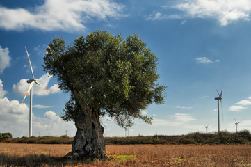 Old olive tree and wind turbines.