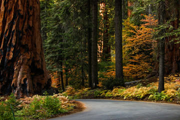 Sequoia national park road on the right and a giant Sequoia on the left, beautiful autumn colors in the background perfect season to visit.