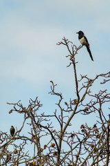 Magpie bird in spring season 