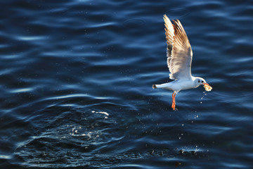 After Tourists Feed The Seagull