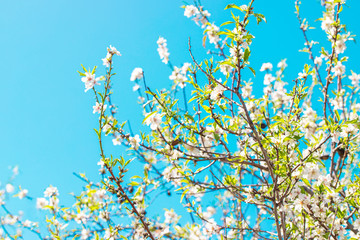 Beautiful  almond tree branch with flowers iin Santiago del Teide, Tenerife, Canarias Islands,Spain.